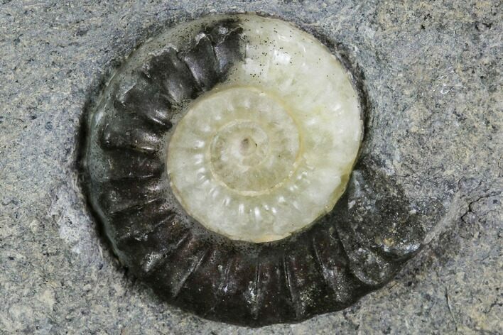 Fossil Ammonite (Promicroceras) - Lyme Regis #110713